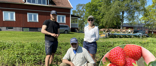 Ont om lokala jordgubbar till midsommar: "Har varit kallt i år"