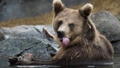 Rekordmycket björnspillning insamlat i Norrbotten