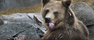 Rekordmycket björnspillning insamlat i Norrbotten