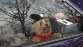 Straffbar dödsfälla att lämna hund i varm bil: "Skaffar man hund har man ett ansvar"