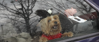 Straffbar dödsfälla att lämna hund i varm bil