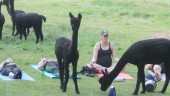 Udda passet: Yoga i det fria – med alpackor som sällskap 