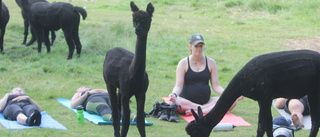 Udda passet: Yoga i det fria – med alpackor som sällskap 