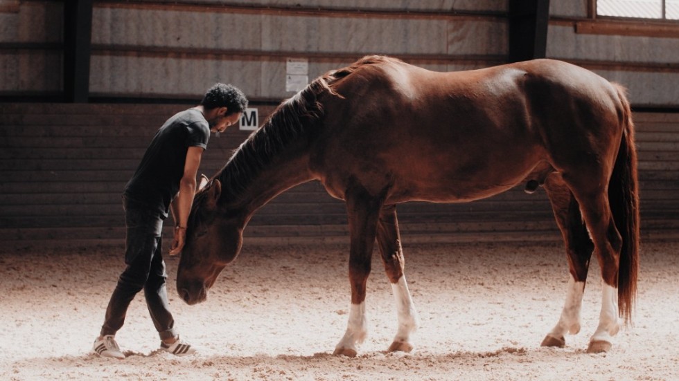 I verket "Encounter" utforskar dansaren Mohamed Y. Shika den ordlösa kommunikationen med hästen Ferrero. Pressbild.