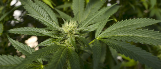 Motalabo odlade cannabis i sommarstugan – avslöjades av polisen