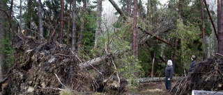 Efter stormen – det ska regionen göra av de nedblåsta träden