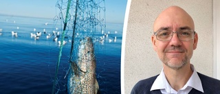 Forskare slår larm om torsken: "Zombiefisk"