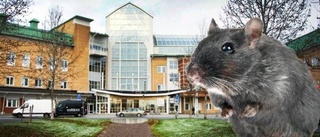 Råttproblem på Sunderby sjukhus – en kostsam historia