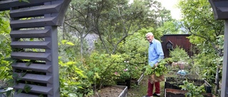BILDER: Se den magiska trädgården i Brissund