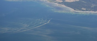 Algkoll: Oförändrat läge för alger vid Gotlands kuster