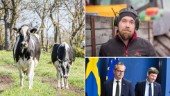 Nytt miljardstöd till lantbrukarna • LRF Gotland: ”Behövs för att kunna betala räkningarna”