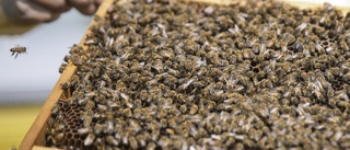 Fem miljoner bin dog – flögs fel