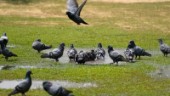 Törstiga fåglar tynar bort i indiska hettan