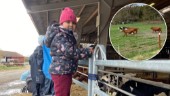 Kosläppet i Hällberga tillbaka efter pandemin – lockade tusentals: "Hon älskar djur"