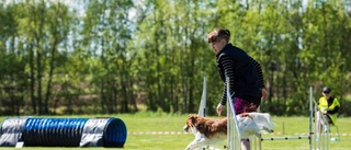 Hund och människa slåss mot tiden