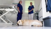 Tuffa beskedet till smådjursägarna – djursjukhuset tvingas dra ner