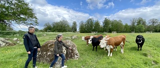 Ny teknik ger vandrare och bönder koll på frigående kor • Testas i Linköping