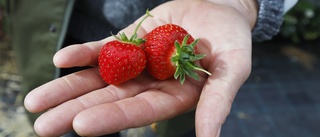 Blomningen på efterkälken – risk för få lokala jordgubbar till midsommar: "Den kommande veckan som avgör"