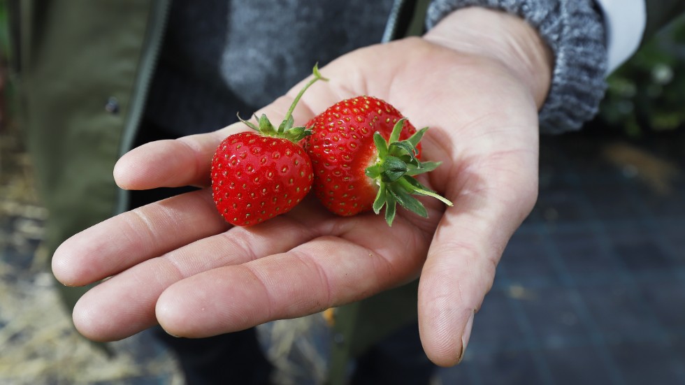 Uteblivna jordgubbar till midsommar kanske får oss att tänka mer på miljön, hoppas insändarskribenten.