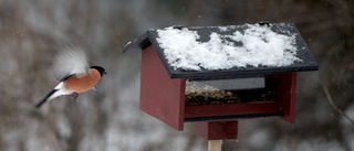 Topplistan: Här är länets vanligaste vinterfåglar