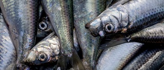 Dansk skepsis – fiskekvoter får svenska ägare