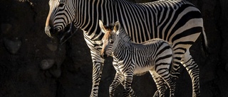 Amerikanska zebror på vift har fångats in