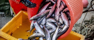 EU vill stoppa fisket på sill och strömming