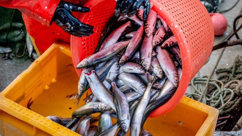 EU:s fiskeministrar är överens om fångstkvoter i Atlanten, med Nordsjön, Skagerrak och Kattegatt, under nästa år. Arkivbild.