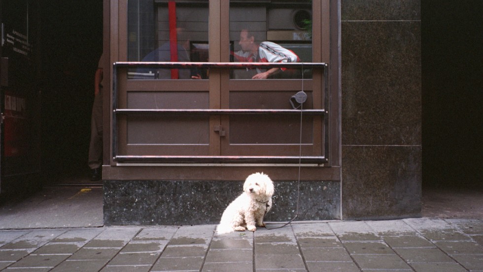 Skribenten tycker att hundarnas rätta plats är utanför kaféet.