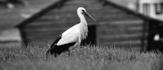 Då trodde Svensbyn på storken • En minst sagt ovanlig syn mötte familjen Hägglund 