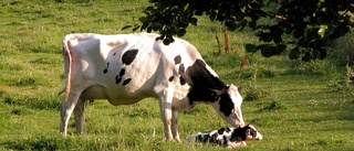 Kor kan vara riktigt klimatsmarta