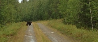 Mötte en björn på skogsbilväg
