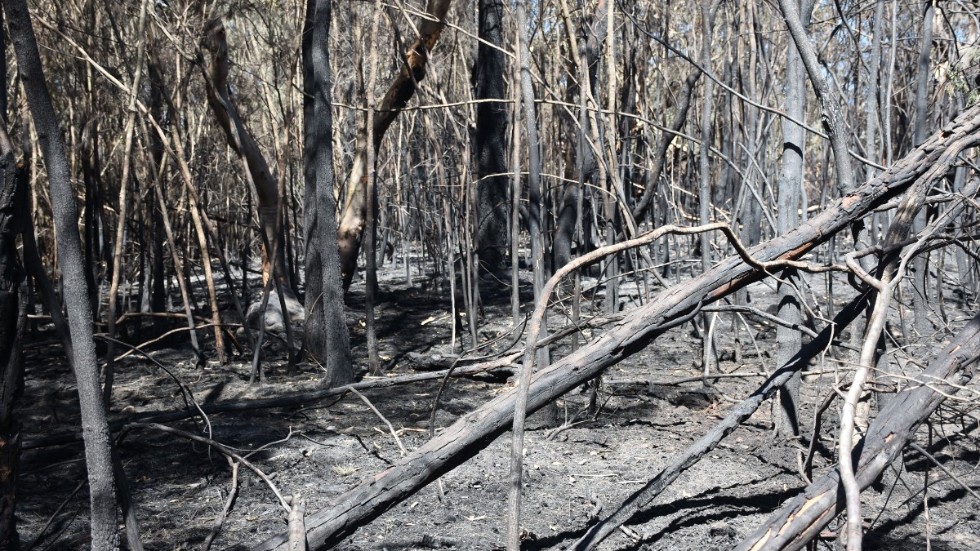 Brandskadad skog efter en skogsbrand i slutet av 2019.