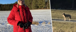Lisa såg varg jaga dovhjort utanför Nyköping – lyckades sedan fånga den på film