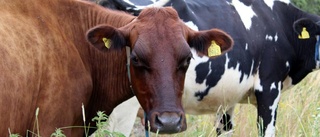 Norrländsk mejeriproduktion avgörande för klimatmålen