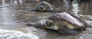 Jubel när sköldpaddor återfick friheten på Bali