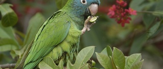 Man lämnade 500 papegojor till djurhärbärge