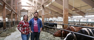 Höjd ersättning för mjölk – Piteåbönderna nöjda efter beskedet: "Välbehövligt"