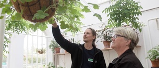 Pelargonerna lockar många besökare