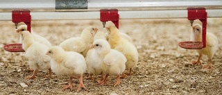 Fortsatt dröjsmål för planerad kycklingfarm
