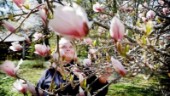 Älskad magnolia i Malmköping