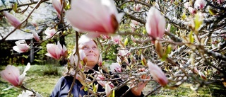 Älskad magnolia i Malmköping