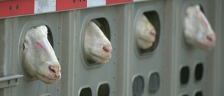 Djurtransportföretag hotas av förbud