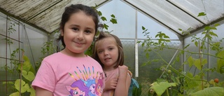 Efter "majs i bajs" – nu har barnen skördetid för andra frön • Växthuset populärt på Kullerbyttan