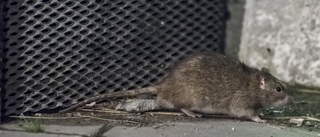 Råttorna på framfart i Sörmland – så mycket har saneringarna ökat