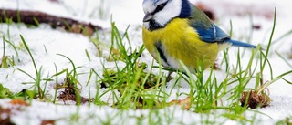 Lista: Här är våra vanligaste vinterfåglar kring fågelborden