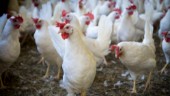 Höjd risk för fågelinfluensa i Östergötland