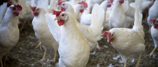 277 miljoner i krisstöd för fjäderfä – Östergötland får mest pengar