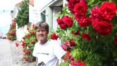 På tur genom Västervik – med rosexpert: "Gammaldags rosor är charmigast – doftar mer än moderna" • Gör stopp vid "rosornas gata"