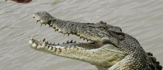 Krokodil kan ge människan bättre hörsel
